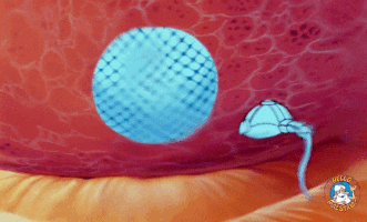 HelloMaestro cat lol baby amour GIF