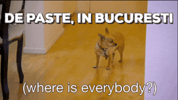 dragosmihaila  GIF