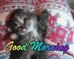 Good Morning Reaction GIF by reactionseditor