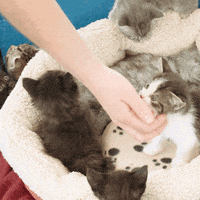 cats awww GIF by Rochester Institute of Technology