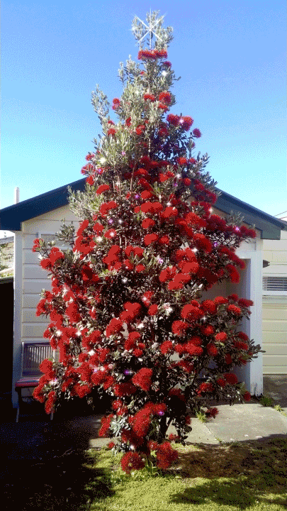 Nzchristmas GIF