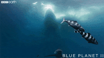 blue planet ocean GIF by BBC Earth