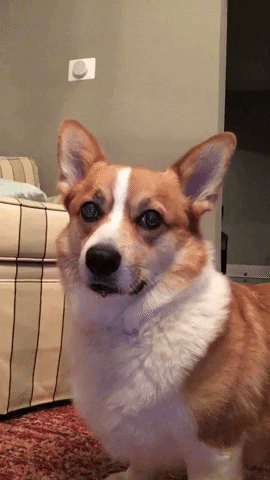 Video gif. A corgi looks at us, then tilts his head in confusion.