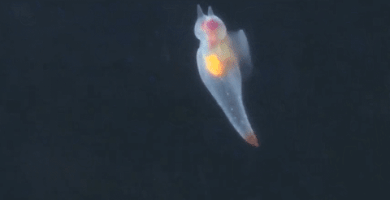 Sea Slug GIF
