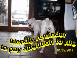 terriehurlburtbrandolini  GIF