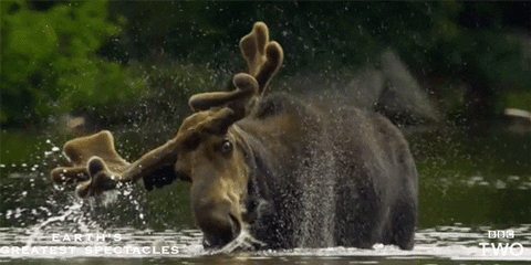 Image result for moose gif
