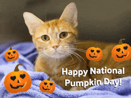 National Pumpkin Day GIFs - Get the best GIF on GIPHY