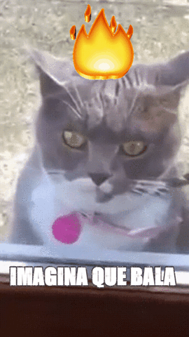 gabrielakurtz  GIF