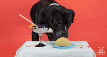 adopt best friends GIF by Best Friends Animal Society