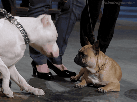 French Bulldog Friends GIF by CBC - Find & Share on GIPHY