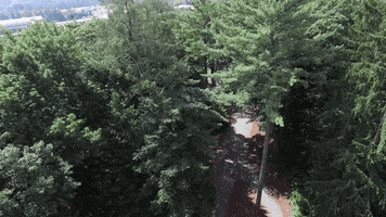 fall tree GIF by Dartmouth College