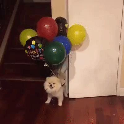 Dog Lol GIF