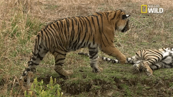 tiger savage kingdom GIF by Nat Geo Wild 
