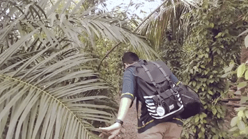 travel tree indonesia youtuber forest GIF