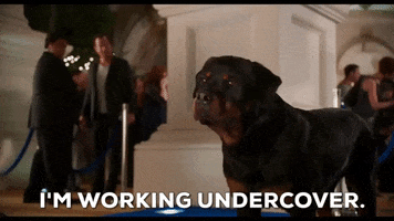 undercover rottweiler GIF by Show Dogs Movie