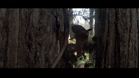  GIF from an Endor scene in Star Wars: Return of the Jedi.