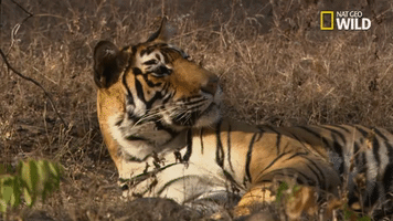 Tiger Savage Kingdom GIF by Nat Geo Wild