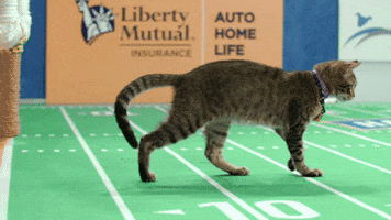the kitten bowl football GIF by Hallmark Channel