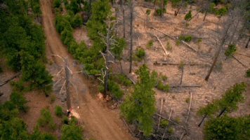Discovery Channel Trees GIF by Discovery