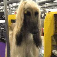 Dog Show Dogs GIF by Westminster Kennel Club