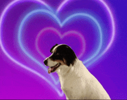 Be My Valentine Dog GIF by Barnaby