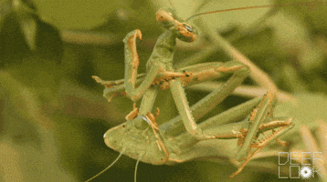praying mantis wtf GIF by PBS Digital Studios