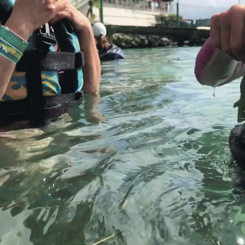 manatee GIF by Dolphin Discovery