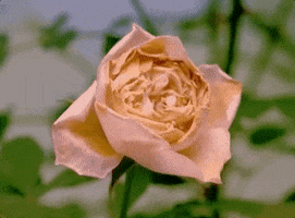 Flower Dying GIF by Foo Fighters