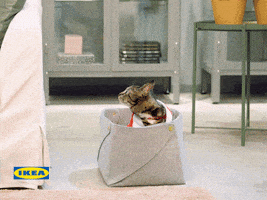 awkward cat GIF by IKEA Nederland