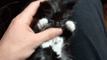 Video gif. Kitten lays in someone's lap and they use all their paws to play with their hand. They grab the person's thumb and gnaws on it gently.