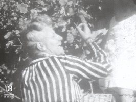 CinemathequeDeBretagne  GIF