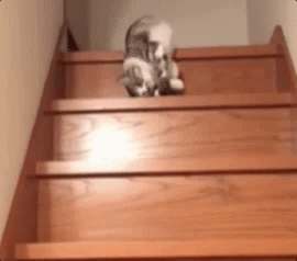 alexwatt  GIF