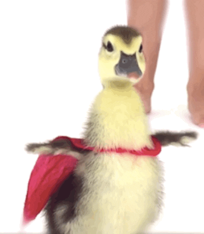 super duck pip GIF by BuzzFeed