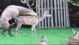 manaspruthi  GIF