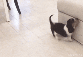 RiqueCrZ  GIF
