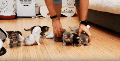 michlr cats kittens management GIF
