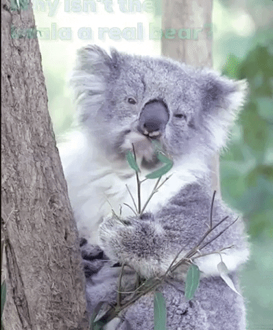 jokes joke jokes koala qualifications GIF