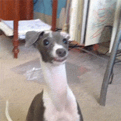 johnmaike  GIF