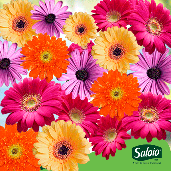 GIF by Queijos Santiago