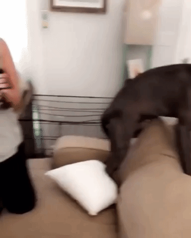 Video gif. Dark brown pitbull tentatively sniffs at a tiny black kitten but constantly pulls back in fear.