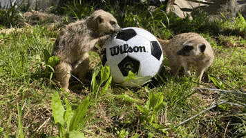 Soccer Meerkat GIF by Oakland Zoo