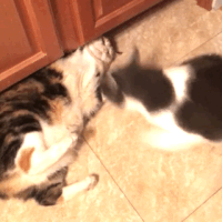 cats playing GIF by Yevbel