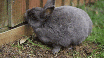 igorrekunenko rabbit GIF