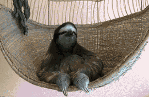 gioropeza bitch die sloth GIF