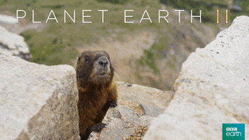 planet earth 2 call GIF by BBC Earth