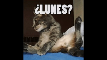 evasanmartin gatos lunes enelnombredelgato GIF