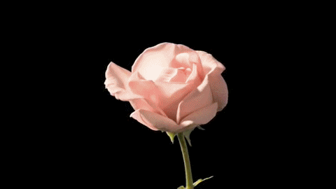 Rose GIF - Find & Share on GIPHY