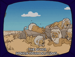 episode 5 thin lions GIF