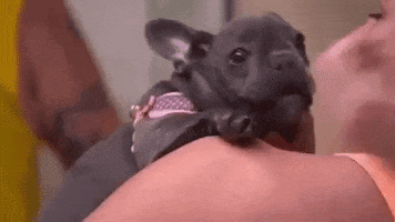 french bulldog puppy GIF by Party Down South
