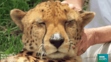 bbcearthasia nature's miracle orphans GIF